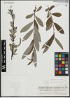 Foto von Salix appendiculata Vill. x Salix eleagnos Scop.